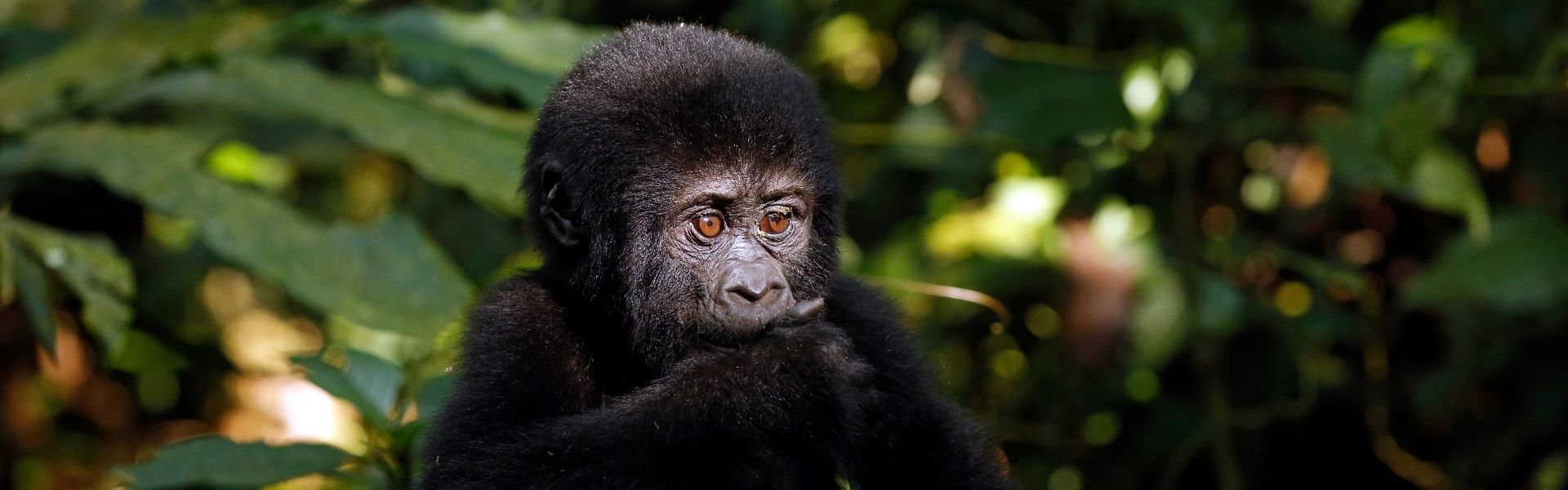 Gorilla Trekking