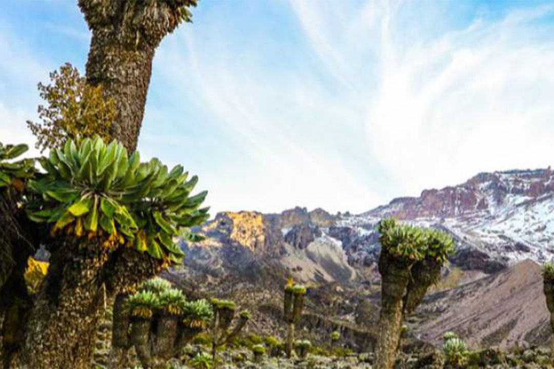 8 Day Kilimanjaro Climbing Via Lemosho Route