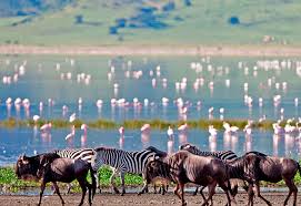 karatu-serengeti-national-park_1763109632.jpg