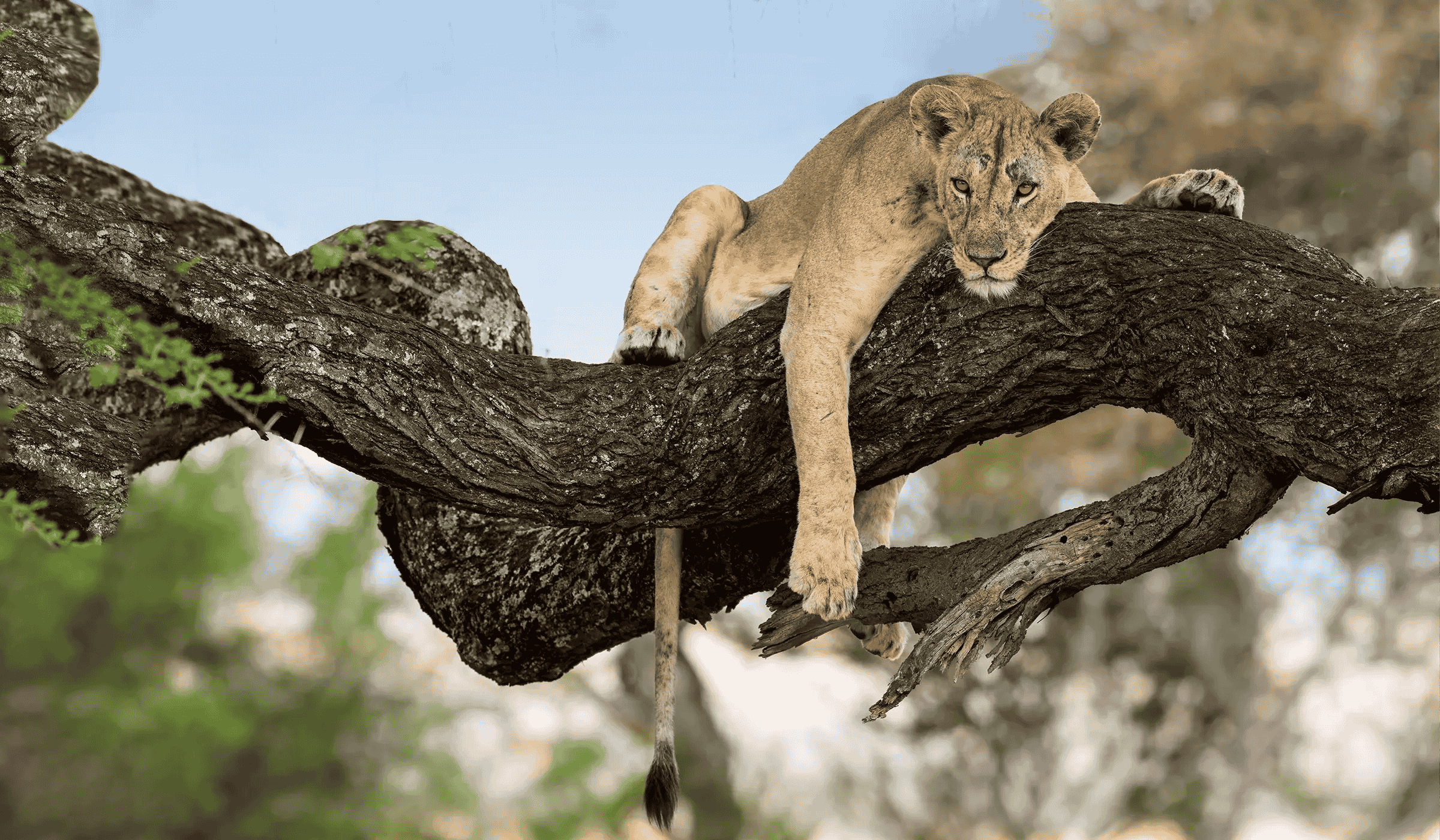 Lake Manyara National Park Day Trip