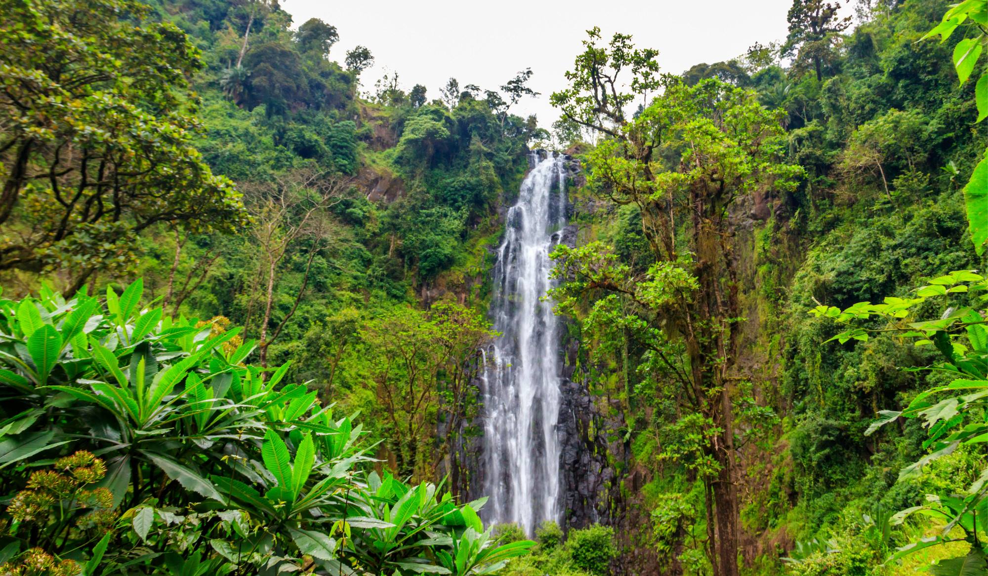 Materuni Waterfall and Coffee Tour